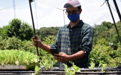 Agricultura 4.0 ¿Cómo sacar adelante un cultivo desde el teléfono celular?
