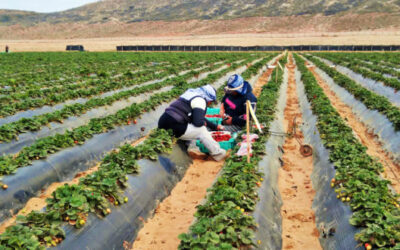 Anuncia Agricultura seguimiento a la producción agropecuaria del nuevo municipio de San Quintín, BC