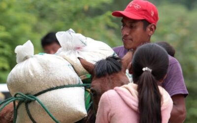 Agricultura fortalece inocuidad de granos en centros de acopio de pequeña y mediana escala