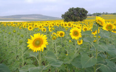 Descubren el mecanismo que “debilita” a las plantas en cultivos de alta densidad