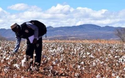 Cae 50% producción de algodón pérdidas suman $5,400 mdp