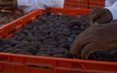 Estiman exportar 5 mil toneladas de dátil