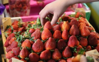 Aumenta exportación de cosechas mexicanas a EEUU