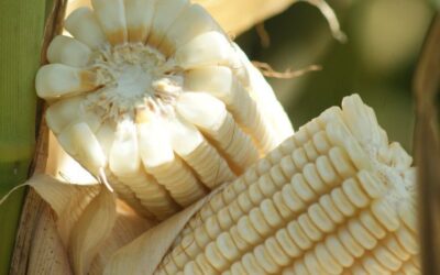 Anticipan incremento en producción de maíz en México