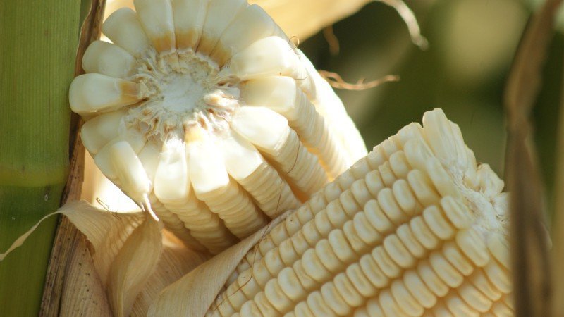 Anticipan incremento en producción de maíz en México
