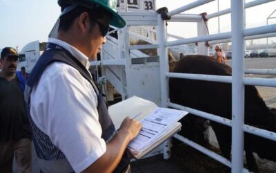 Crece 6% exportación mexicana de ganado bovino a EU