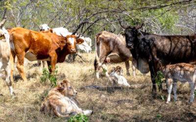 Aumenta SADER-Jalisco apoyos a proyectos sustentables