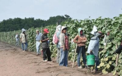 Avanza el arribo de más de 200 mil jornaleros agrícolas a Sinaloa