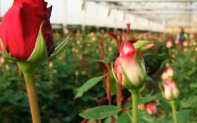 Importante producción de flores en BC