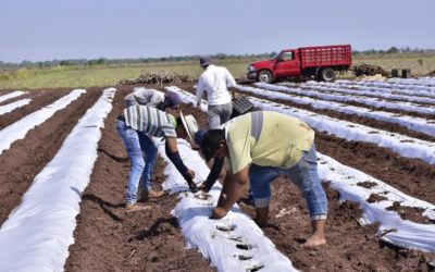 Jornaleros de Angostura se sienten olvidados por las autoridades