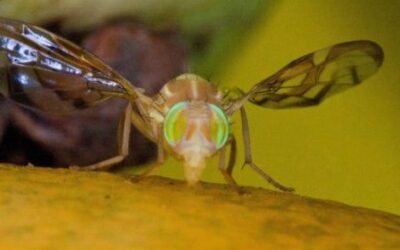 ACTIVA AGRICULTURA DISPOSITIVO NACIONAL DE EMERGENCIA EN CHIAPAS PARA ERRADICAR LA MOSCA DEL MEDITERRÁNEO