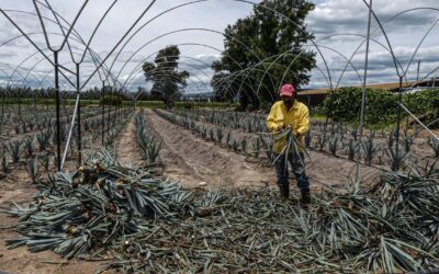 PRODUCTORES DE AGROQUÍMICOS ESPERAN RESPUESTA DE SEMARNAT