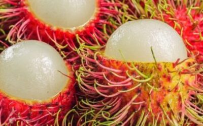 EXPORTAN 18 MIL TONELADAS DE RAMBUTÁN AL EXTRANJERO