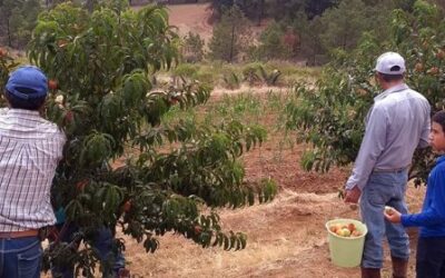 CONTROLAN LA EROSIÓN CON ÁRBOLES FRUTALES