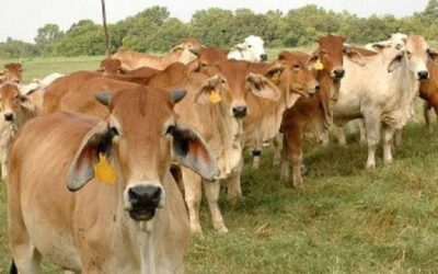 Ganadería se fortalece a cierre de año a pesar de emergencia sanitaria