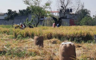 FLORECE EXPORTACIÓN DE FRUTOS MEXICANOS A EUA