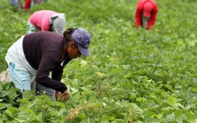 Covid-19: mujeres jornaleras agrícolas y protección social