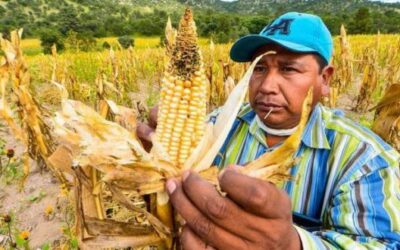 Chihuahua está sediento, se agrava situación de sequía