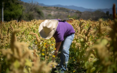 En 6 meses, Agricultura abrió mil 600 oportunidades laborales: Manpower