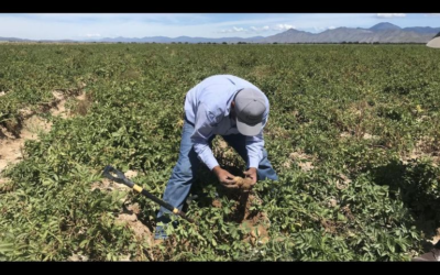 Lanzan créditos para empresas del sector agropecuario