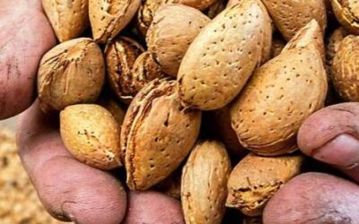 HILERAS DE ALMENDRAS COBRAN VIDA CON EL SONIDO DE LA COSECHA