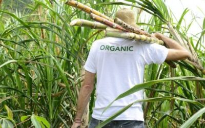 El IICA presenta agenda intersectorial de innovación para fortalecer a la agroindustria de la caña de azúcar en México