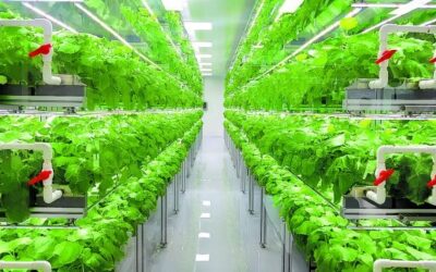 Granjas verticales, opción ante calentamiento global