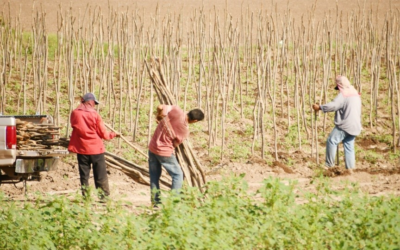 Empleo de jornaleros en el agro va en aumento en el norte de Sinaloa