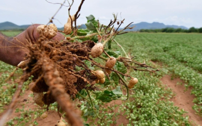 Listos para el corte de cacahuate en Sinaloa