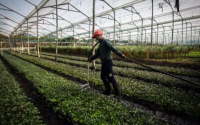 CUBRIR LOS CULTIVOS CON CARPAS, LA NUEVA FORMA DE OPTIMIZAR EL CONSUMO DE AGUA EN LA PRODUCCIÓN