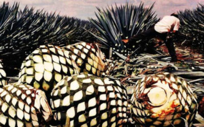 Llaman a cerrar filas en denominación de origen