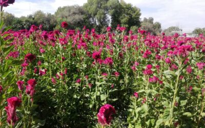 Analizan precio para manojo de flor de Cempasúchil y Mano de León