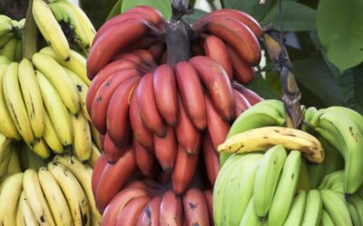 El banano rojo: el plátano que sabe a frambuesa y es originario de Ecuador.