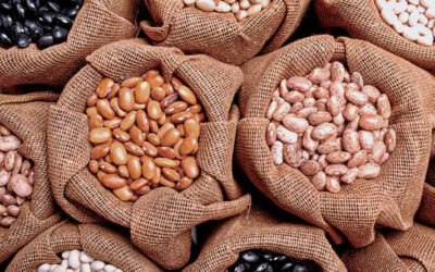 Sader explora semillas para producción de variedades de frijol