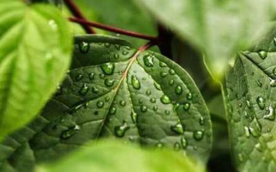 INVESTIGADORES ESTUDIAN “EL SONIDO DE LAS PLANTAS BAILANDO” PARA MEJORAR LA AGRICULTURA