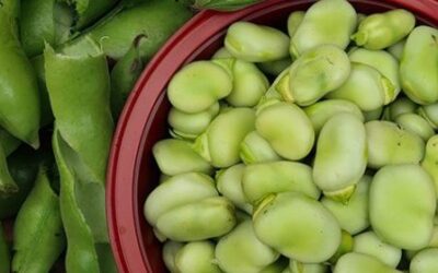 MICHOACÁN: CUARTO PRODUCTOR NACIONAL DE HABAS