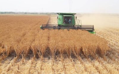 México logrará la autosuficiencia alimentaria: Villalobos