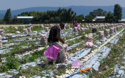 CONACYT, SECRETARIA DE SALUD Y SEMARNAT PONEN EN RIESGO LA  SEGURIDAD ALIMENTARIA DEL PAÍS