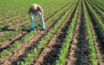 Sector hortícola es el gran eslabón de la cadena económica sonorense