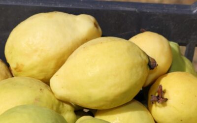 Cosecha de cultivo de guayaba en Aguascalientes se encuentra en la etapa de más alta producción