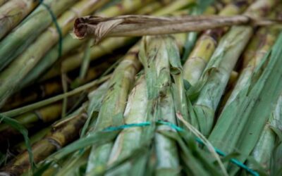 Inician productores de Tuxtepec corte de caña en crudo