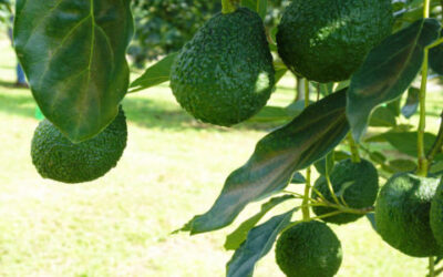 Declaran libre de tres plagas del aguacate a siete estados