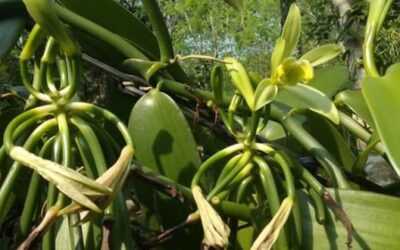 La vainilla, una aliada en la salud