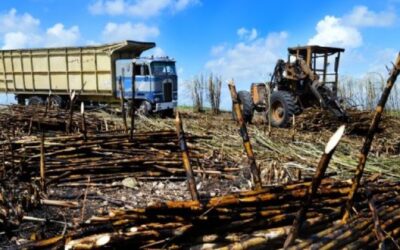 Cañeros aseguran más de 29 mil hectáreas en Quintana Roo