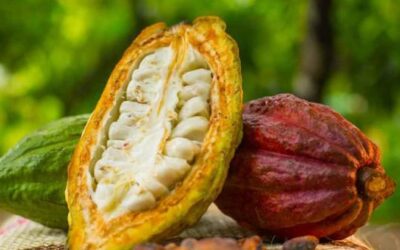 Repunta precio de cacao a $75 el kilo en la Cuenca