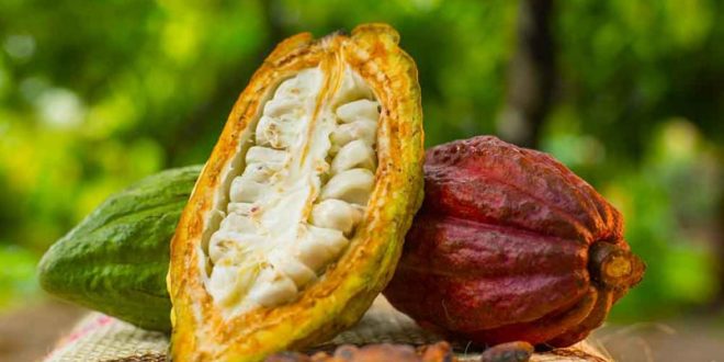Repunta precio de cacao a $75 el kilo en la Cuenca