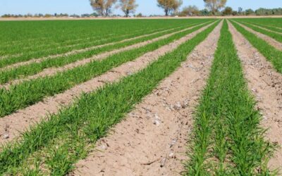 Expiden permisos de siembra para 20 mil ha de trigo