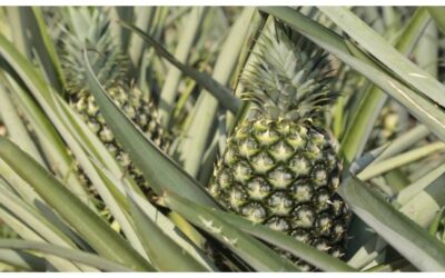 Exportación, objetivo de pequeños productores agrícolas de Jalisco