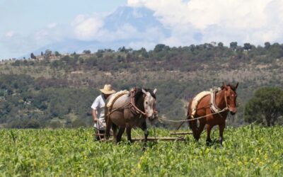 Promueve México la práctica de una agricultura rentable, responsable y resiliente