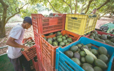 Lanzan reto para crear software de producción de aguacate amigable
